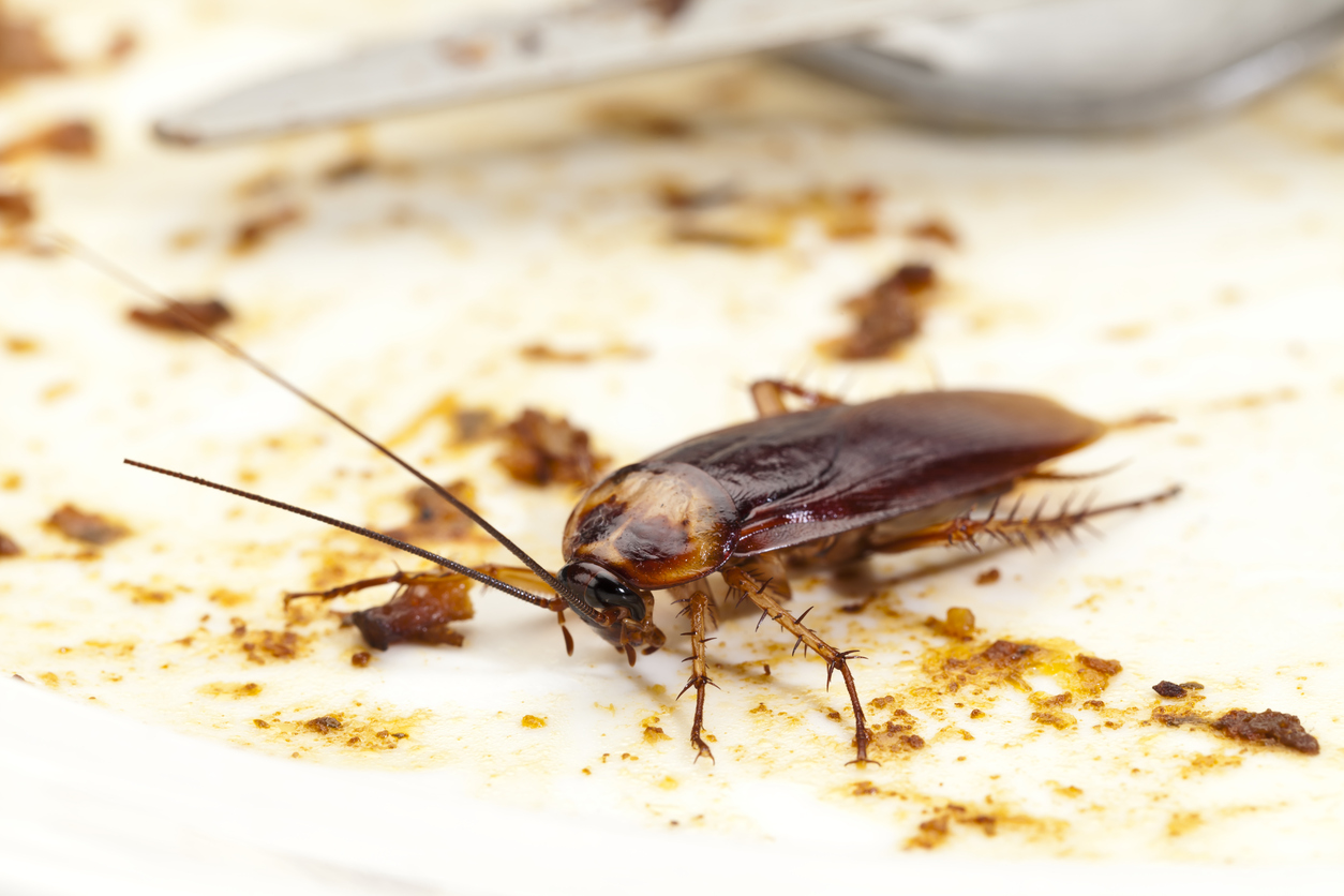 //www.pestrol.com/blog/wp-content/uploads/2018/05/Roach-feeding-on-crumbs.jpg