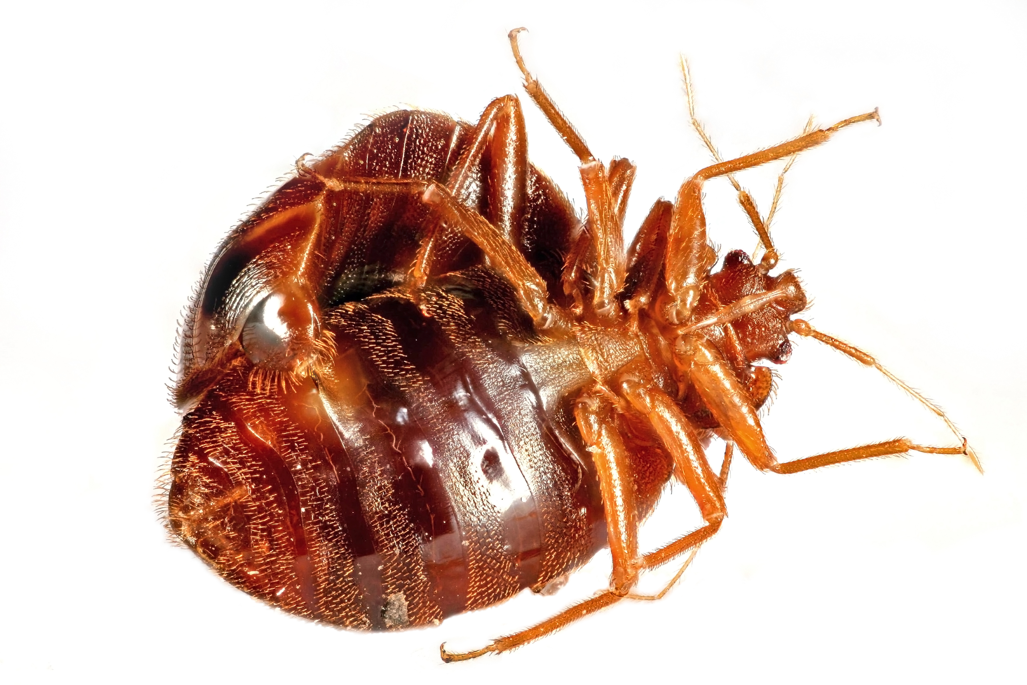 //www.pestrol.com/blog/wp-content/uploads/2019/02/BED-BUG-FACTS-1.jpg