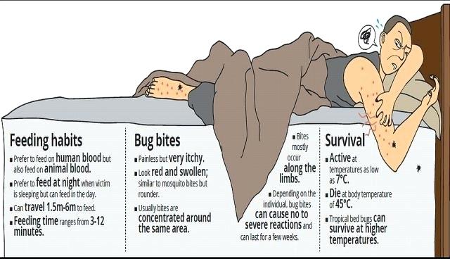 //www.pestrol.com/blog/wp-content/uploads/2019/02/BED-BUG-HABITS.jpg