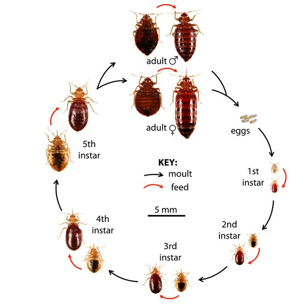 What do bed bug look like
