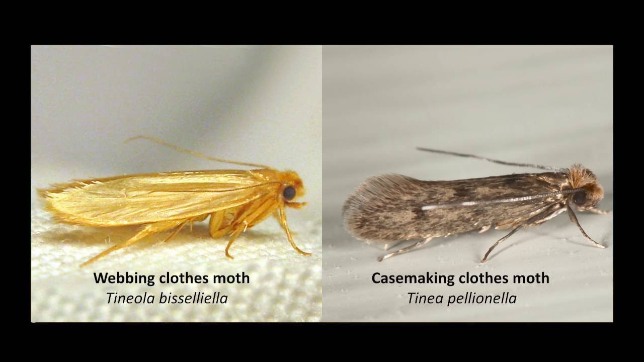 //www.pestrol.com/blog/wp-content/uploads/2019/02/CLOTHING-MOTH-IDENTIFICATION.jpg