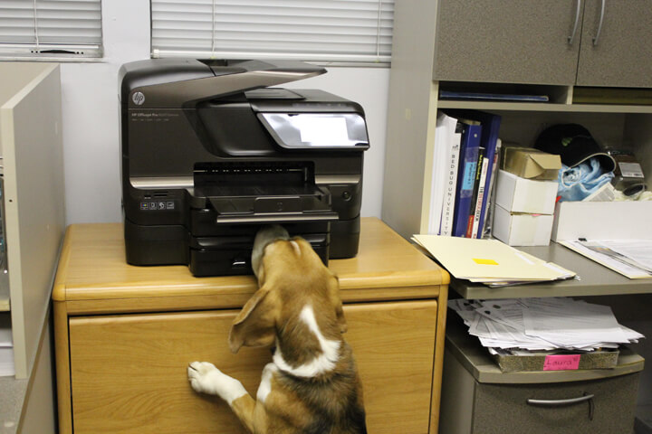 //www.pestrol.com/blog/wp-content/uploads/2019/02/COMMERCIAL-CANINE-BED-BUG-INSPECTION.jpg