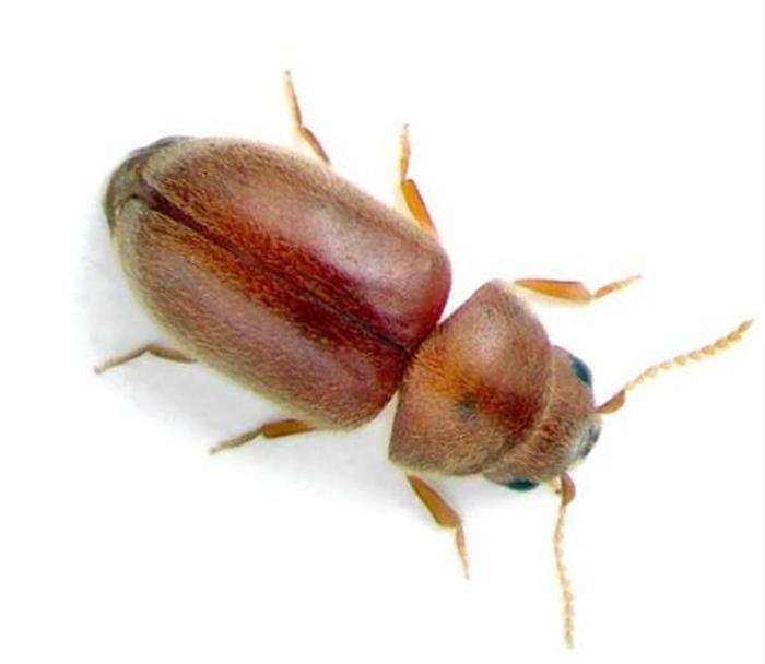 //www.pestrol.com/blog/wp-content/uploads/2019/02/Cigarette-Beetle.jpg