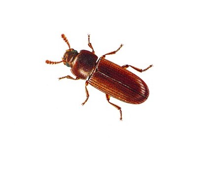 //www.pestrol.com/blog/wp-content/uploads/2019/02/Confused-Flour-Beetle.jpg