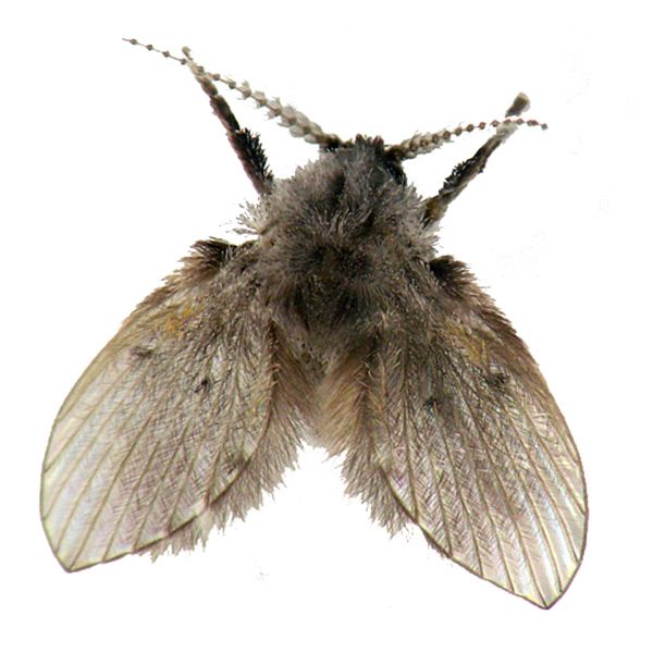 //www.pestrol.com/blog/wp-content/uploads/2019/02/DRAIN-FLY.jpg