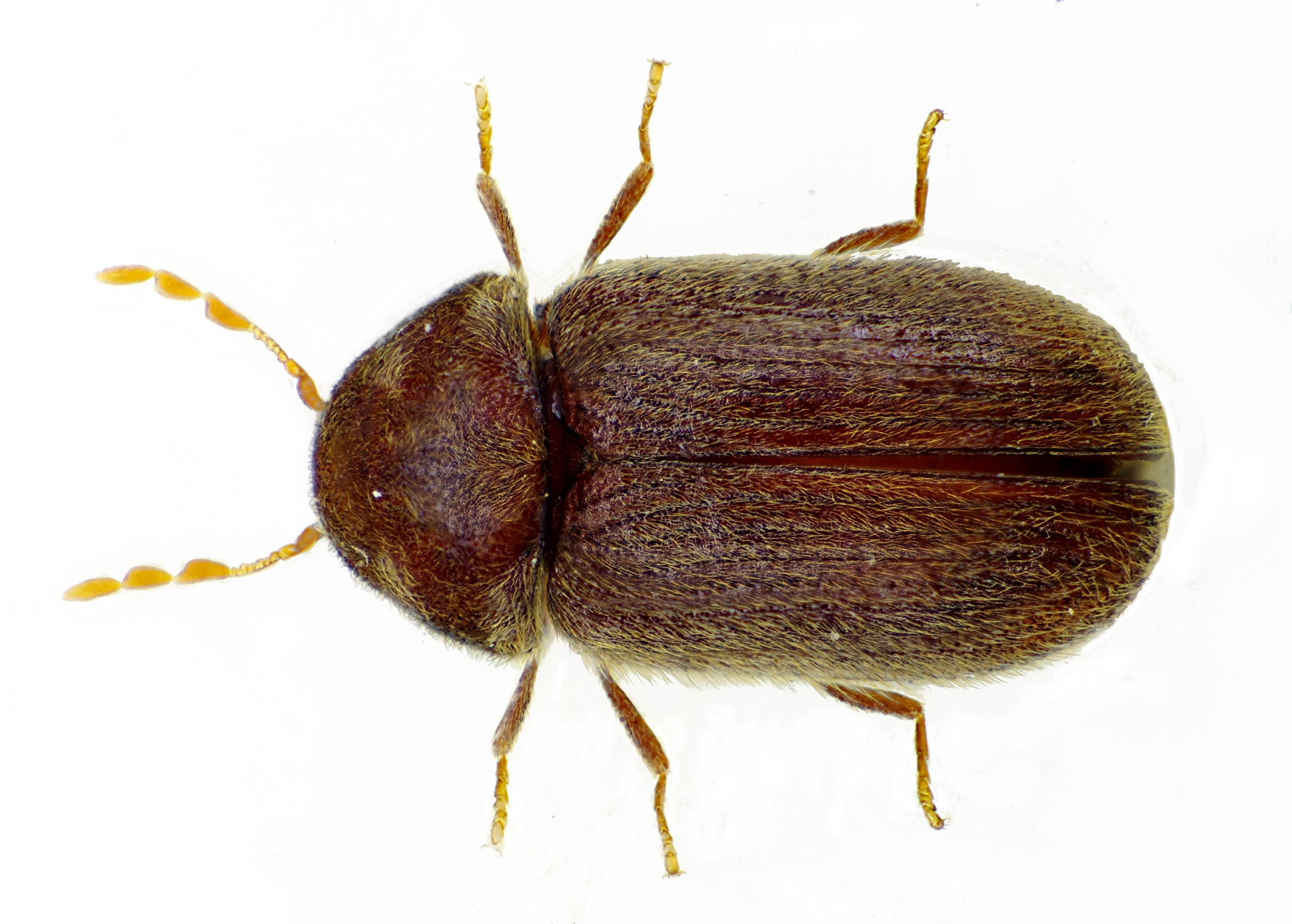 //www.pestrol.com/blog/wp-content/uploads/2019/02/Drugstore-Beetle.jpg