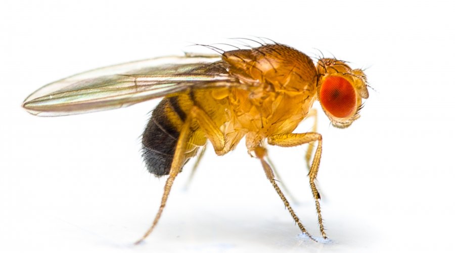 //www.pestrol.com/blog/wp-content/uploads/2019/02/FRUIT-FLIES.jpg