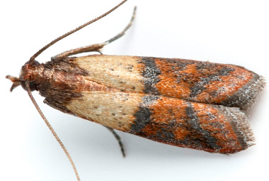 //www.pestrol.com/blog/wp-content/uploads/2019/02/Indian-Meal-Moth.jpg
