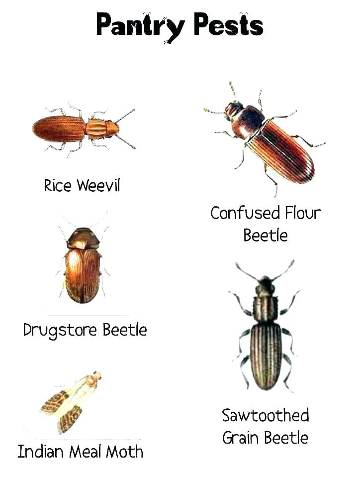 //www.pestrol.com/blog/wp-content/uploads/2019/02/PANTRY-PEST-IDENTIFICATION.jpg