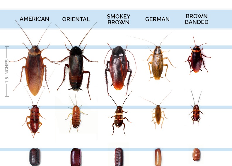 //www.pestrol.com/blog/wp-content/uploads/2019/02/ROACH-IDENTIFICATION.jpg