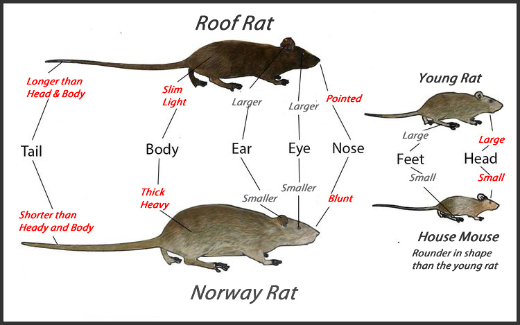 //www.pestrol.com/blog/wp-content/uploads/2019/02/Rat-Identification.jpg