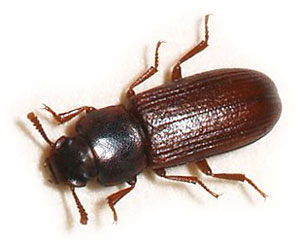 //www.pestrol.com/blog/wp-content/uploads/2019/02/Red-Flour-Beetle.jpg