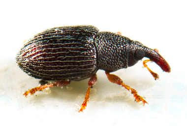 //www.pestrol.com/blog/wp-content/uploads/2019/02/Rice-Weevil.jpg