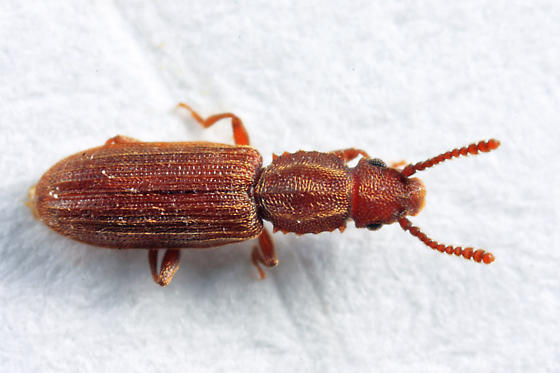//www.pestrol.com/blog/wp-content/uploads/2019/02/Saw-Toothed-Grain-Beetle.jpg